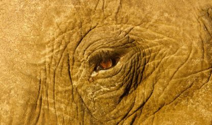 Der Zoo von Basel zeigt, dass er nichts von der Biologie der Elefanten versteht