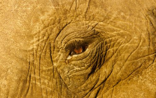 Le zoo de Bâle démontre son ignorance en matière de biologie d’éléphants