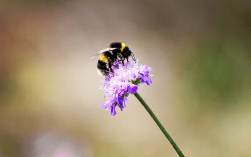 Crise de la biodiversité : agissons sans attendre !