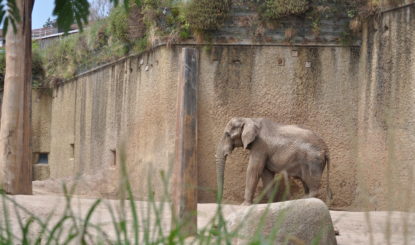 Communiqué aux médias: La détention des éléphants dans les zoos doit enfin cesser !