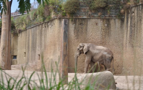 Medienmitteilung: Haltung von Elefanten in Zoos muss endlich beendet werden!