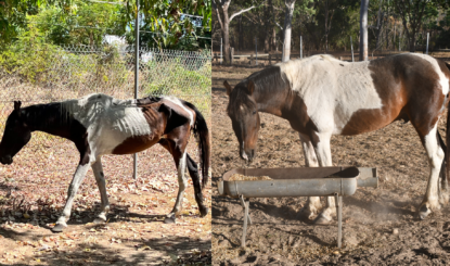 Emaciated Stallion Finds Safe Home in the Wild Horse Reserve