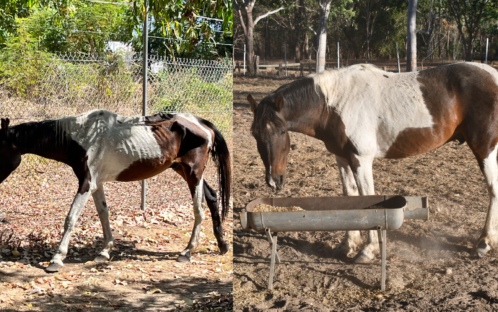 Emaciated Stallion Finds Safe Home in the Wild Horse Reserve