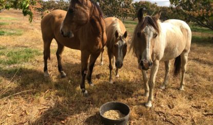 Umsiedlung dreier Pine Creek Pferde nach Bonrook