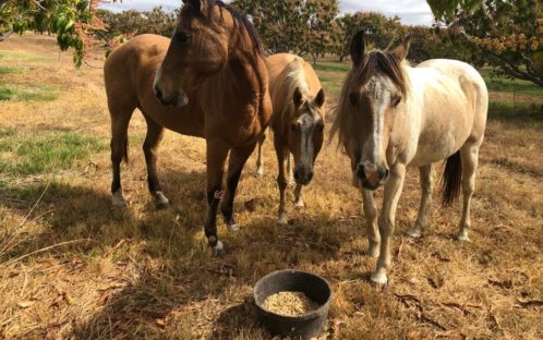 Transfert de trois chevaux de Pine Creek à Bonrook