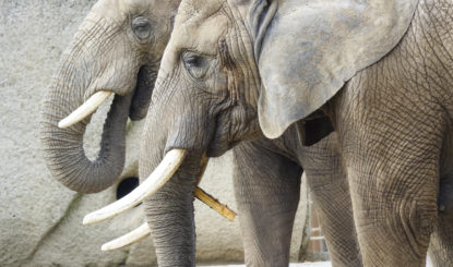 Protection des éléphants : en Suisse aussi!