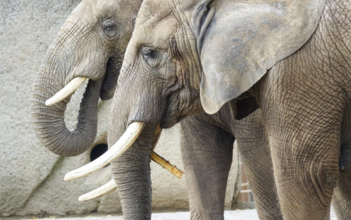 Protection des éléphants : en Suisse aussi!