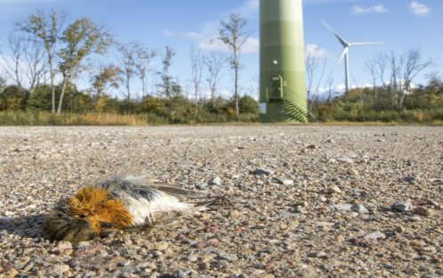 Der lange Kampf von Helvetia Nostra gegen Windparks