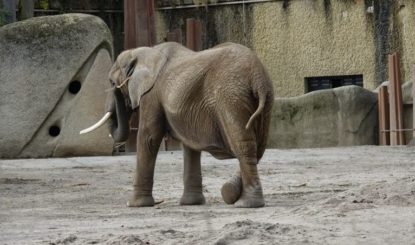 Communiqué aux médias: ZOO DE BÂLE : éléphante Heri dans un état critique, éléphanteau probablement mort – la FFW avait pourtant averti
