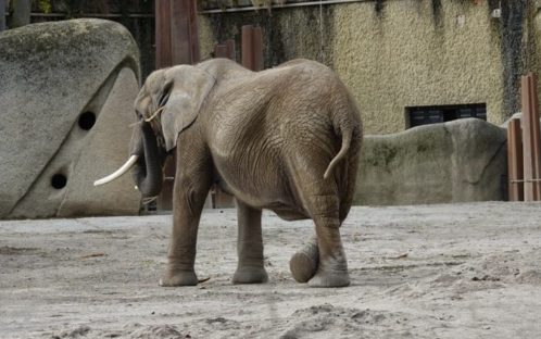 Communiqué aux médias: ZOO DE BÂLE : éléphante Heri dans un état critique, éléphanteau probablement mort – la FFW avait pourtant averti