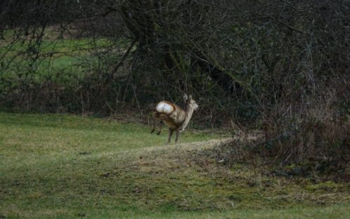 Communiqué aux médias:  Transferts de 7 chevreuils du cimetière du Hörnli vers le canton du Jura