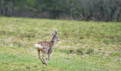 Medienmitteilung: Friedhof Hörnli: Umsiedlung der verbliebenen Rehe in den Kanton Jura