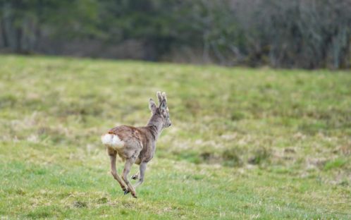 Medienmitteilung: Friedhof Hörnli: Umsiedlung der verbliebenen Rehe in den Kanton Jura