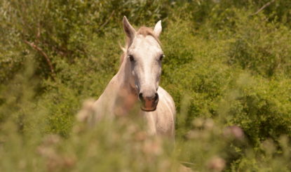 Espoir et progrès au sanctuaire Equidad