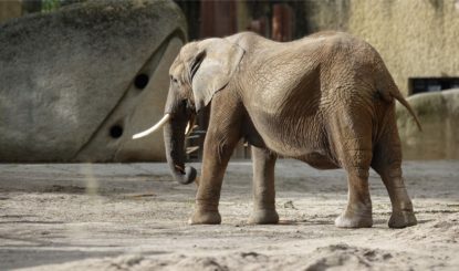 Die traurige Geschichte der Elefantenkuh «Heri» im Zoo Basel