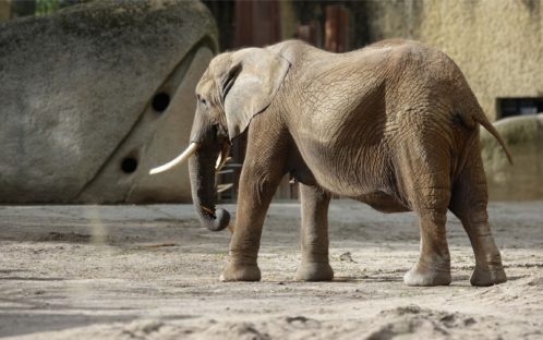 Die traurige Geschichte der Elefantenkuh «Heri» im Zoo Basel