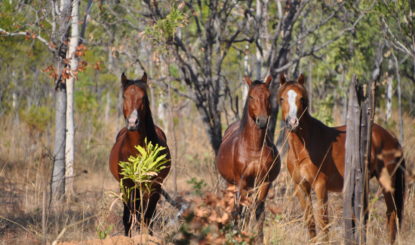 Recensement aérien : Bonrook accueille une riche biodiversité