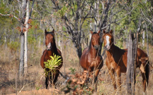 Aerial Count Confirms Harmony and Abundant Wildlife on Bonrook