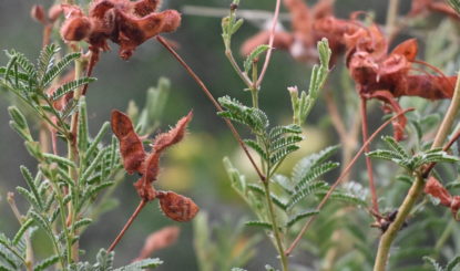 Mimosa cordobensis :  une étape gagnée dans la course contre  la montre