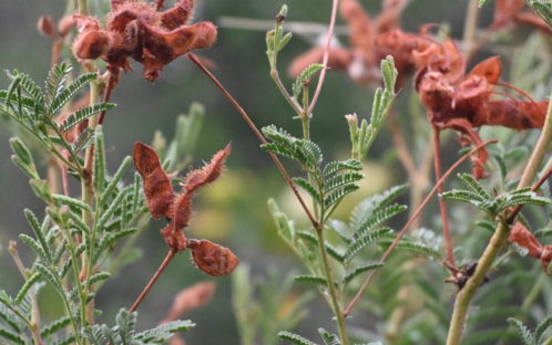 Schutz der Biodiversität auf Equidad