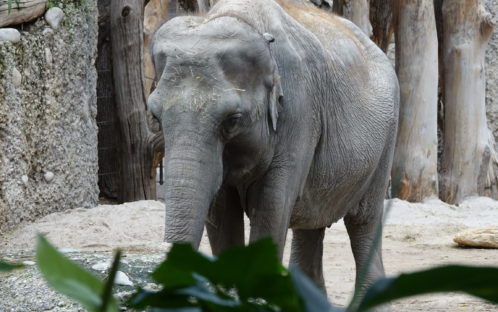 The elephant Ceyla-Himali had by no means reached a ‘venerable’ age