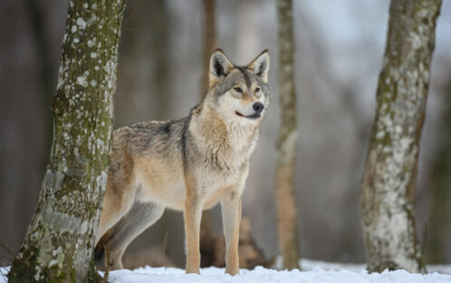 Die Schweiz von der Berner Konvention wegen ihrer Wolfsregulierung gerügt
