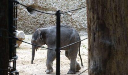 Geburt eines Elefantenbabys: Der Zoo Zürich spielt mit dem Feuer