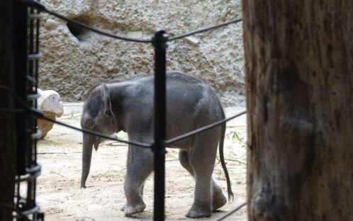 Birth of a baby elephant: Zurich Zoo is playing with fire