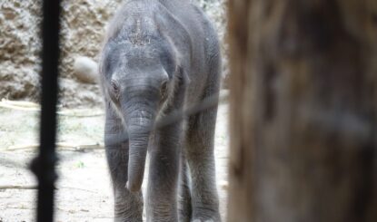Geburt eines Elefantenbabys:  Der Zoo Zürich spielt mit dem Feuer