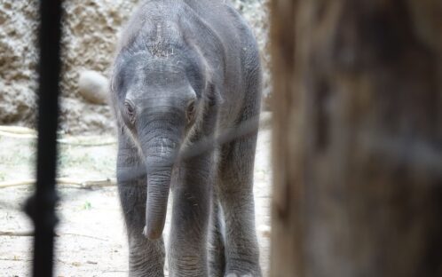 Geburt eines Elefantenbabys:  Der Zoo Zürich spielt mit dem Feuer