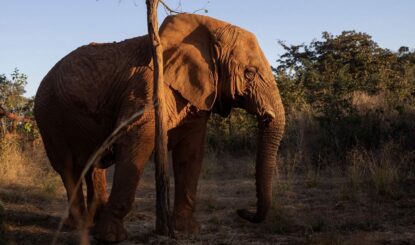 L’Argentine libère ses éléphants : un exemple pour le monde entier