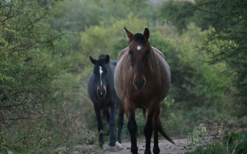 Liberté pour les chevaux exploités d’Argentine