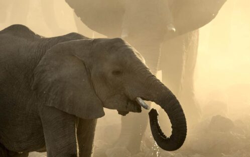 Protéger les éléphants, c’est défendre le Vivant