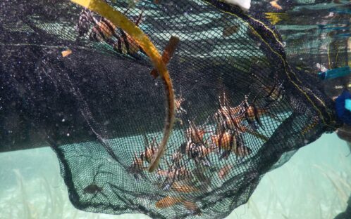 Le triste sort du poisson-cardinal de Banggai