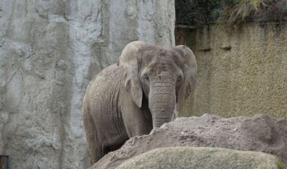 Zoo de Bâle : après la mort d’Heri, Rosy et Maya en sursis