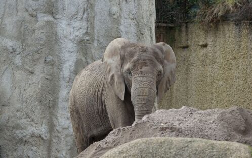 Zoo Basel: Bewährung für Rosy und Maya nach dem Tod von Heri