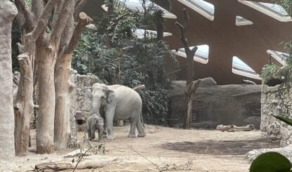 Zoo Zürich: Wie viele Elefanten müssen noch sterben?
