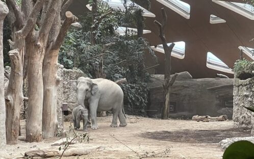 Zoo de Zurich : combien d’éléphants doivent encore mourir ?