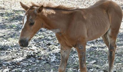 Das verletzte Fohlen – eine von vielen geretteten Seelen auf Bonrook