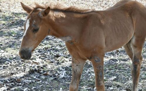 Das verletzte Fohlen – eine von vielen geretteten Seelen auf Bonrook