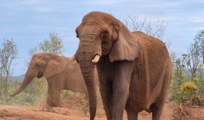 Vie et Adieux au sanctuaire des Eléphants du Brésil