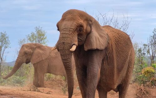 Das Leben im Elefantenschutzgebiet von Brasilien