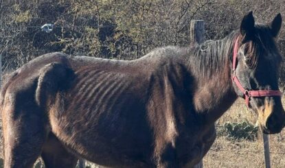 La vie de Luno a changé un soir de pleine lune