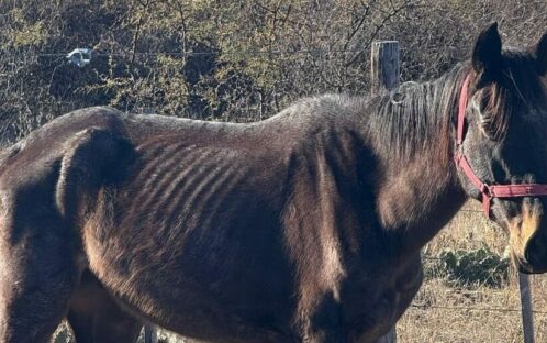 Lunos Schicksal änderte sich in einer Vollmondnacht