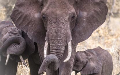 Caza furtiva de marfil: El motor del declive del elefante africano y la respuesta global
