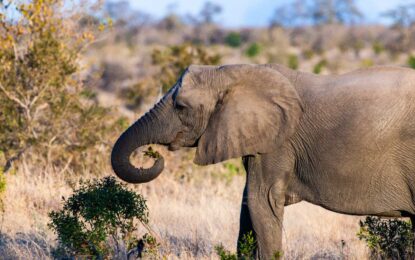 Elefante de Sabana vs. Elefante de bosque: Diferencias clave, hábitats y categorías de la UICN