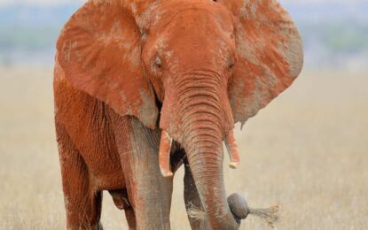 Éléphant Africain : état de conservation, espèces et menaces mondiales