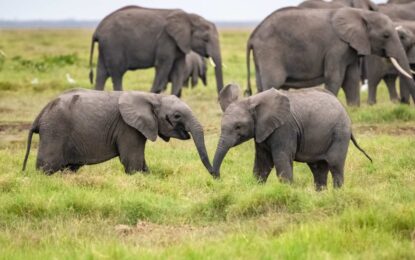 Estrategias y cifras de conservación: cómo salvar al elefante africano de la extinción