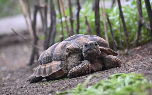 San Acan: Eine Hoffnung für Schildkröten
