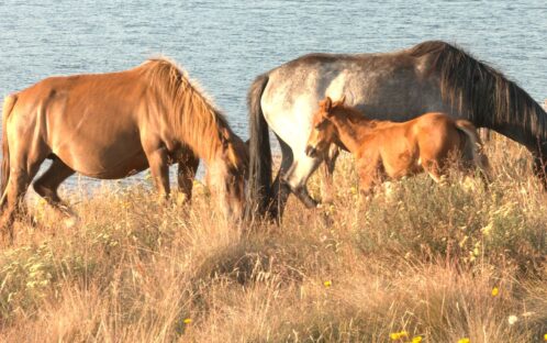 Brumbies Face Extinction While Snowy 2.0 Tears Through Kosciuszko National Park